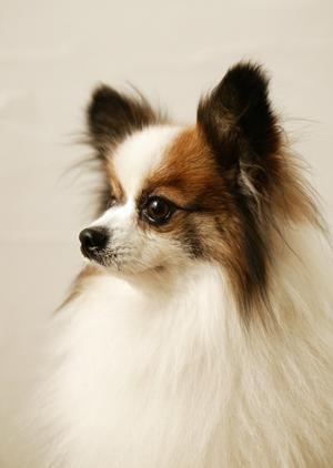 安心・安全なペットタクシーを見つける！経済的に利用できる方法と選び方ガイド