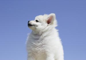 マンチカンとペルシャのコラボレーション