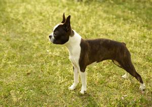 杉並区在住なら近隣の動物病院へ