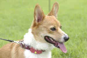 ペット保険で猫や犬の病気や怪我に備える