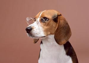 自然に優しい木造ログハウスで診療を提供する【いわむろ病院｜緑の森どうぶつ病院】の特徴と魅力