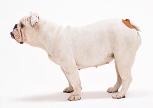 旭川市大町にある緑の森どうぶつ病院：自然と共生するリラックス空間と高度な医療サービス