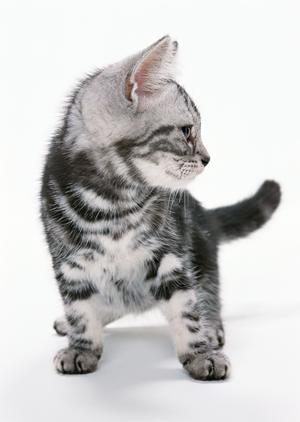 ペットの健康を守る！獣医推奨の療法食を通販で簡単購入する方法