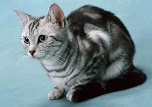 犬と飼い主が一緒に遊べる木のおもちゃ