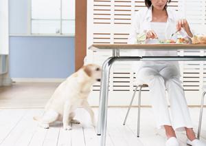 大阪のペット葬儀（近畿全域対応可能）