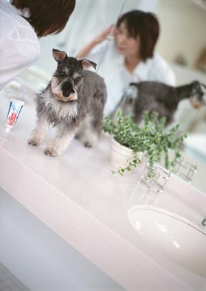 伊勢原の動物病院は山本どうぶつ病院へ