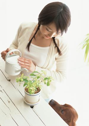 無添加ドッグフードを扱っている会社です