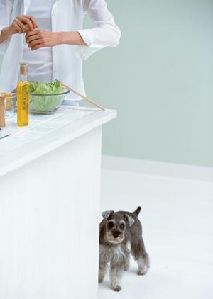 小型犬種をメインに販売するお店